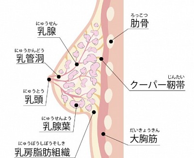 胸の組織図　岐阜　愛知　育乳